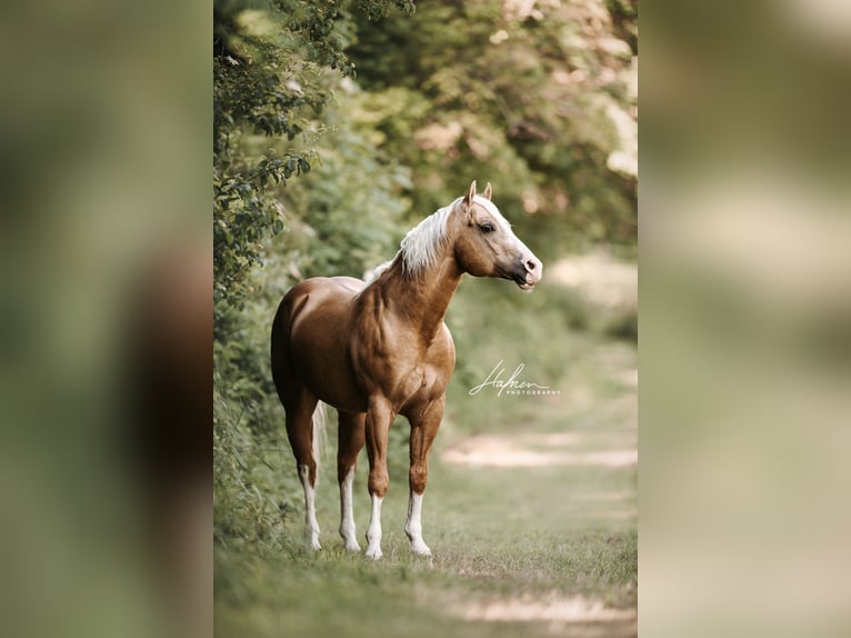 LITTLE CHEX TO CASH American Quarter Horse Hengst Palomino in Waldshut-Tiengen