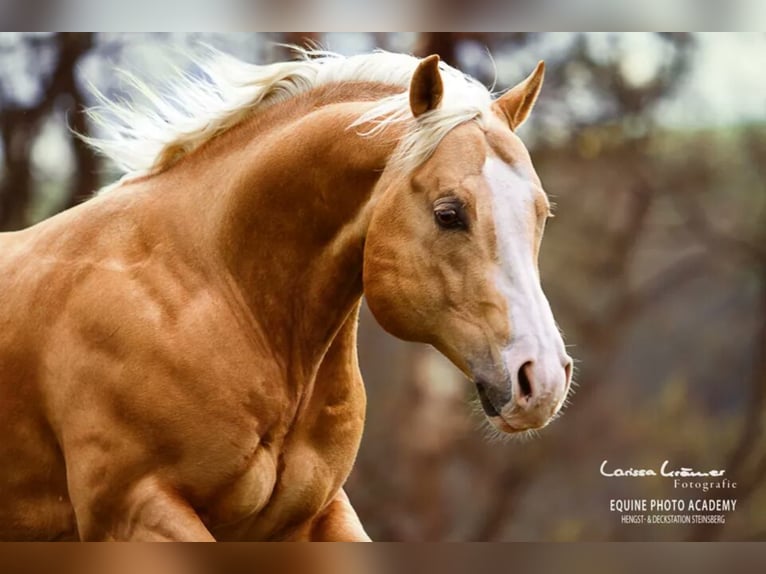 LITTLE CHEX TO CASH American Quarter Horse Ogier Izabelowata in Waldshut-Tiengen