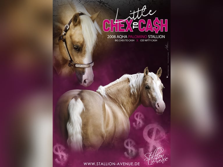 LITTLE CHEX TO CASH American Quarter Horse Ogier Izabelowata in Waldshut-Tiengen
