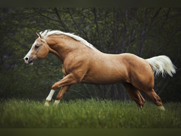 LITTLE CHEX TO CASH American Quarter Horse Stallion Palomino in Waldshut-Tiengen