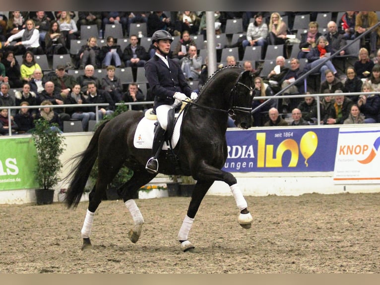 LIVALDON Hanoverian Stallion Chestnut in Adelheidsdorf