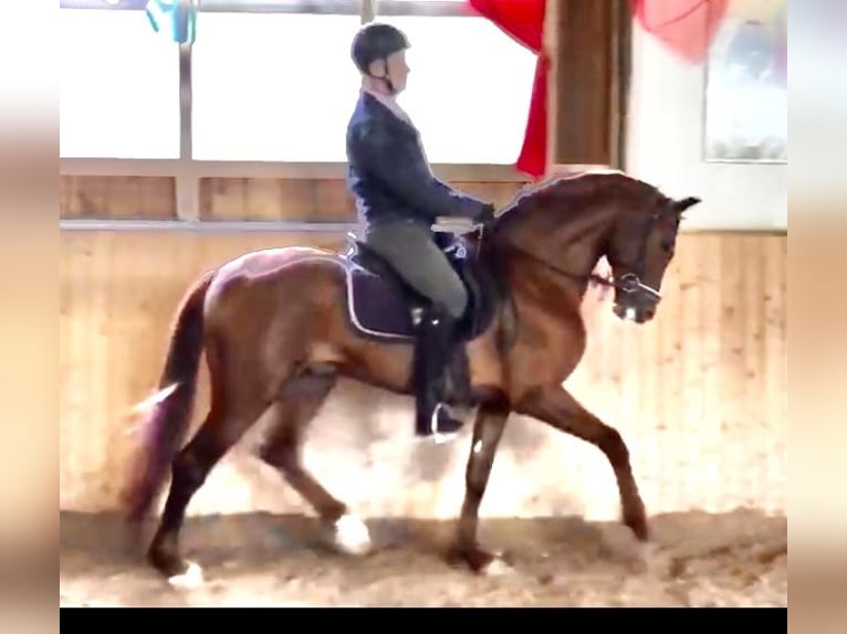 Looking for a shared riding arrangement on a dressage horse