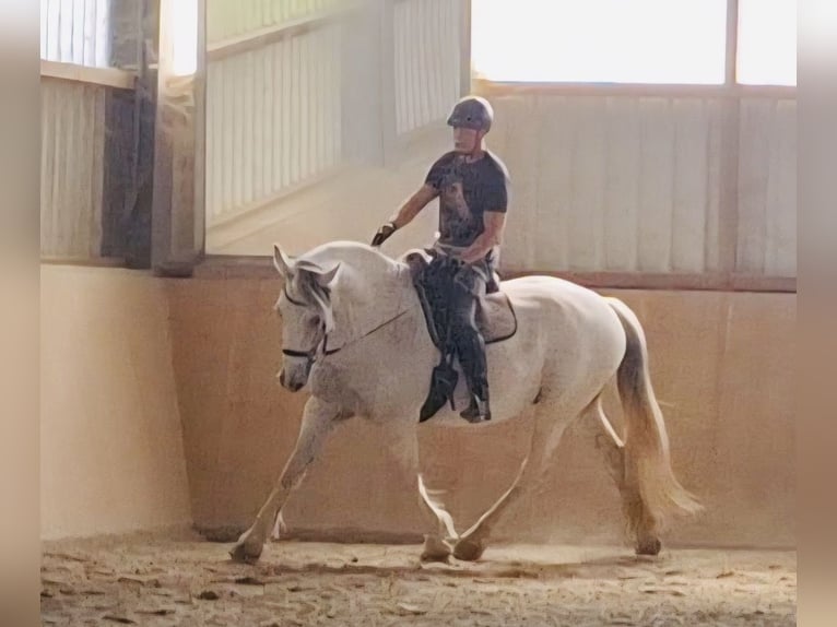 Looking for a shared riding arrangement on a dressage horse