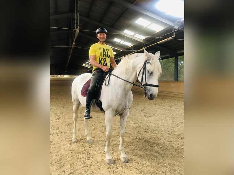 Looking for a shared riding arrangement on a dressage horse