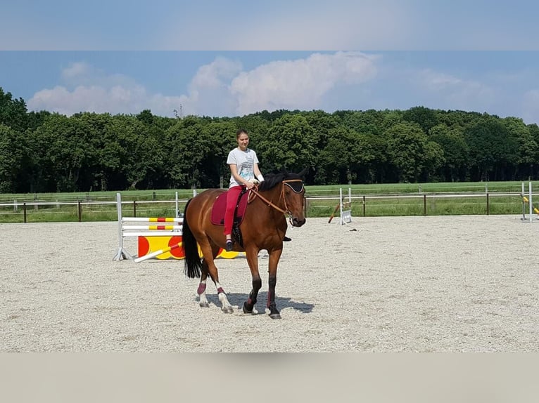 Looking for grooming, riding, or driving companionship (Person seeking horse)