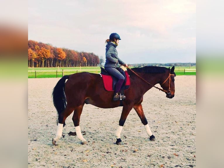Looking for grooming, riding, or driving companionship (Person seeking horse)