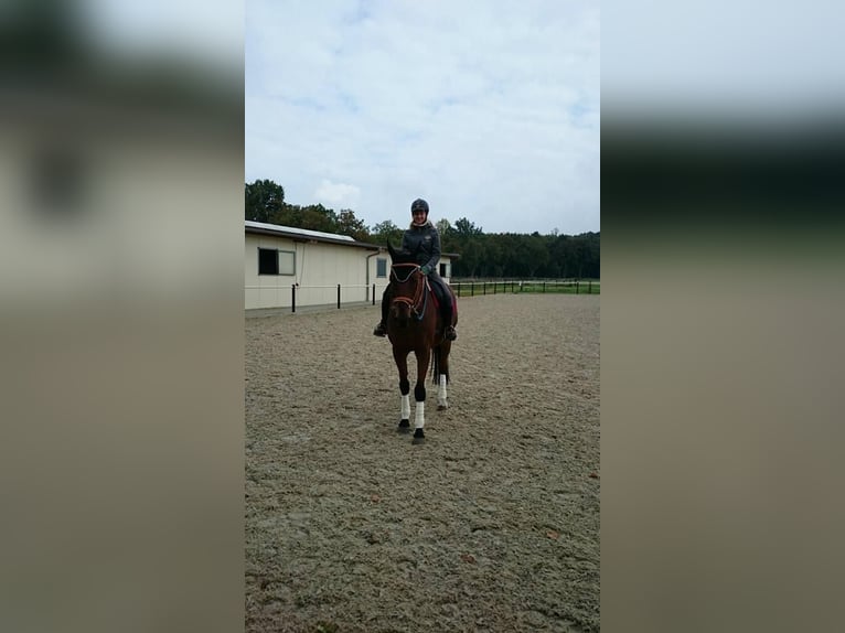Looking for grooming, riding, or driving companionship (Person seeking horse)