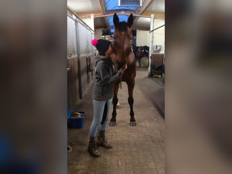 Looking for grooming, riding, or driving companionship (Person seeking horse)