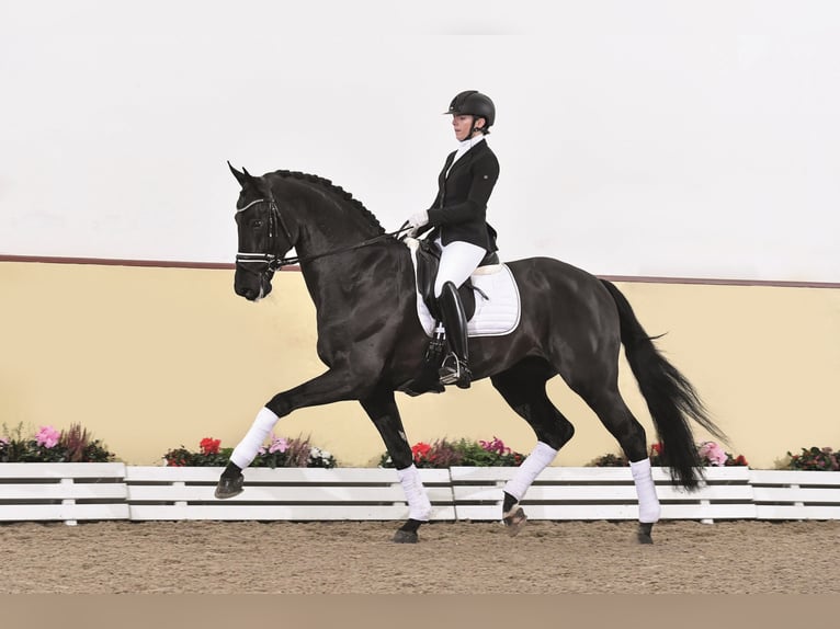 LORD EUROPE Rheinländer Stallone Morello in Mühlen