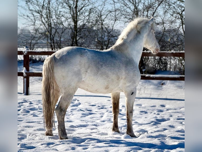 Lord  -Few Spot- macht bunte Fohlen Knabstrup Stallion White in Oeversee