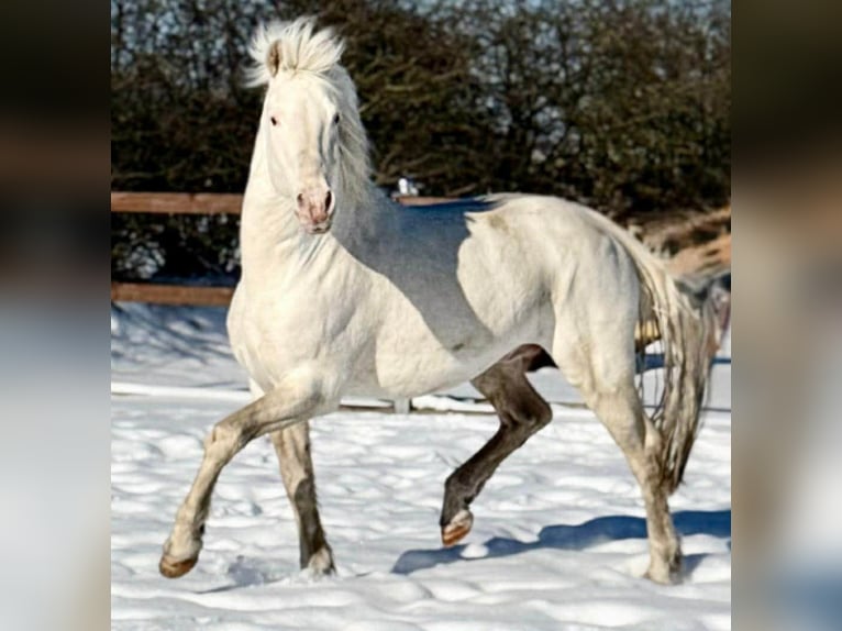 Lord  -Few Spot- macht bunte Fohlen Knabstrupper Semental White/Blanco in Oeversee
