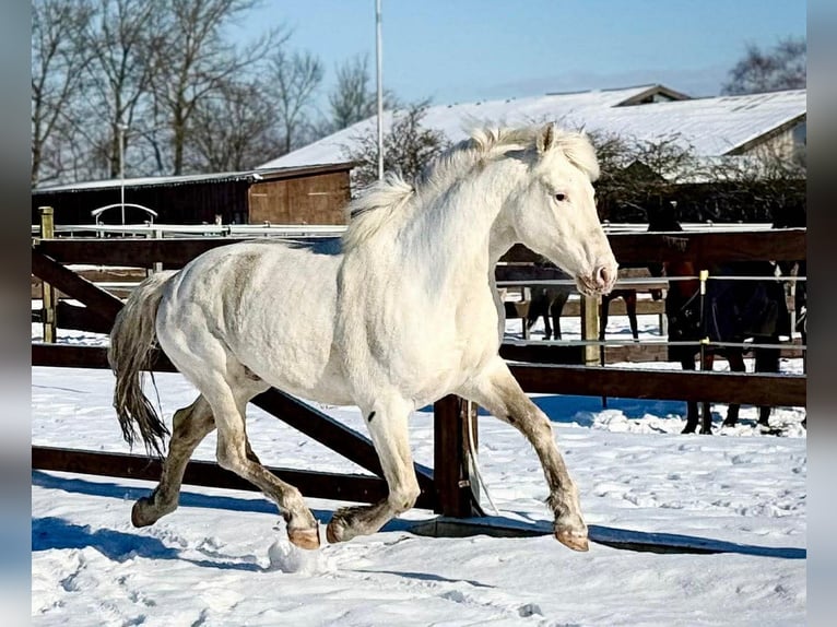 Lord  -Few Spot- macht bunte Fohlen Knabstrupper Stallone Bianco in Oeversee