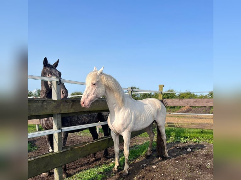 Lord Voldemort -Few Spot Knabstrup Stallion White in Oeversee