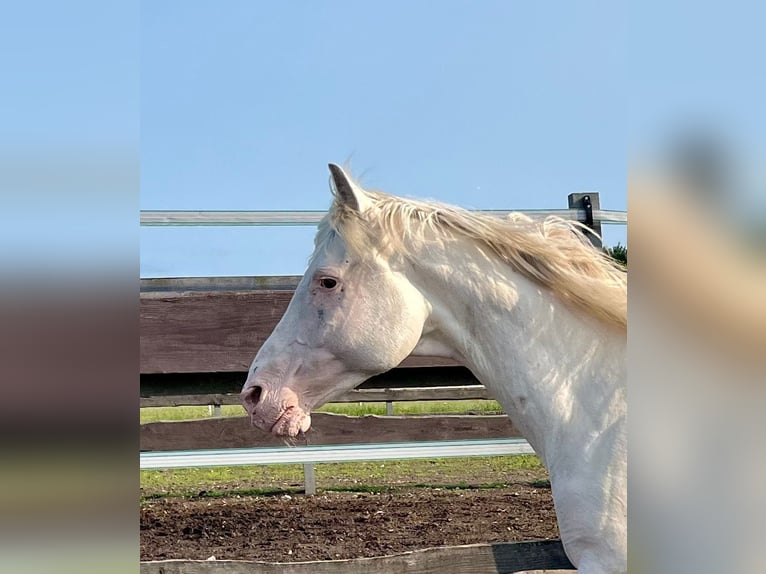 Lord Voldemort -Few Spot Knabstrupper Hengst White in Oeversee