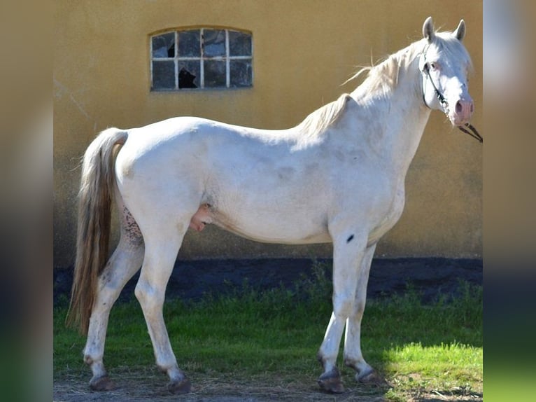 Lord Voldemort -Few Spot Knabstrupper Hengst White in Oeversee