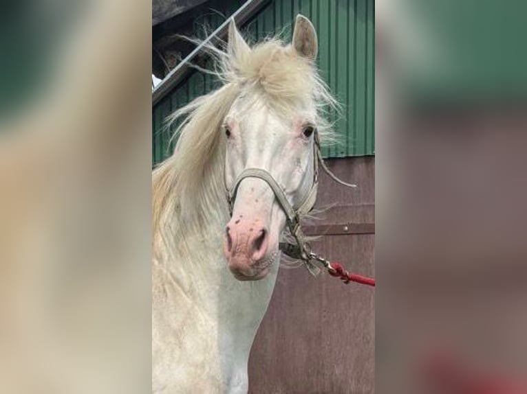 Lord Voldemort -Few Spot Knabstrupper Hengst White in Oeversee
