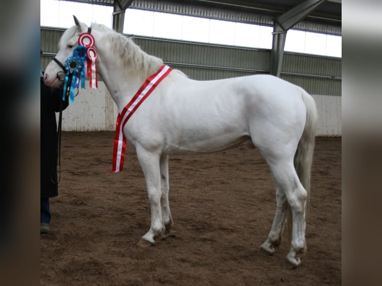 Lord Voldemort -Few Spot Knabstrupper Semental White/Blanco in Oeversee