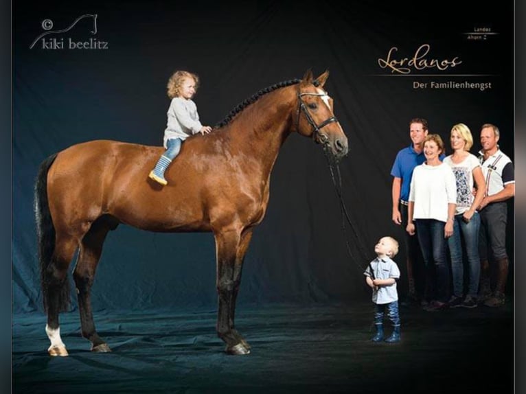Lordanos Holstein Stallion Brown in Lemwerder