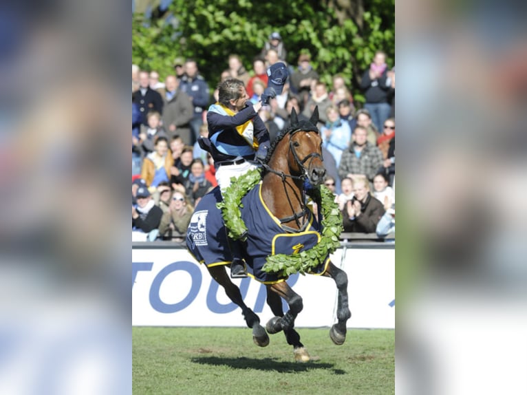 Lordanos Holstein Stallion in Lemwerder