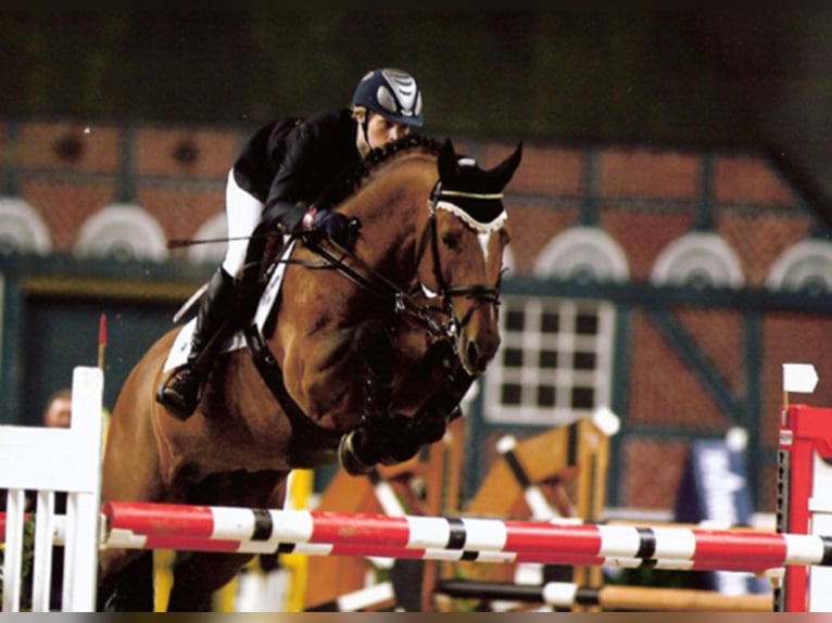 Lordanos Holstein Stallion in Lemwerder