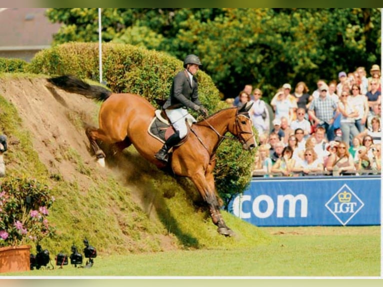 Lordanos Holstein Stallion in Lemwerder