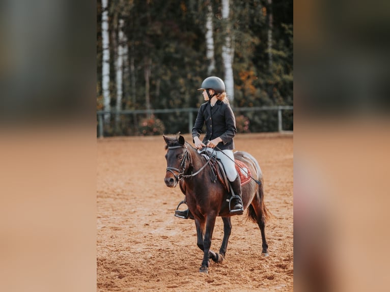 Łotewski koń gorącokrwisty Mix Klacz 10 lat 110 cm Ciemnogniada in Kekava