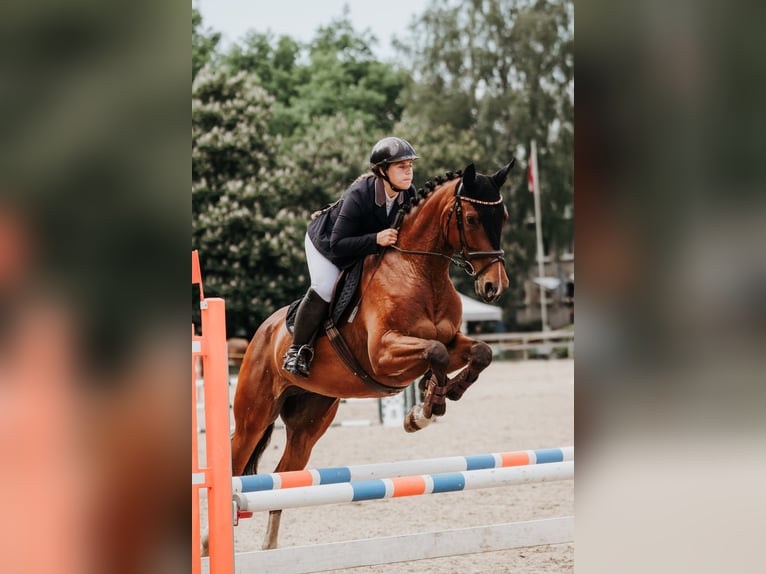 Łotewski koń gorącokrwisty Klacz 6 lat 170 cm Gniada in Baldone