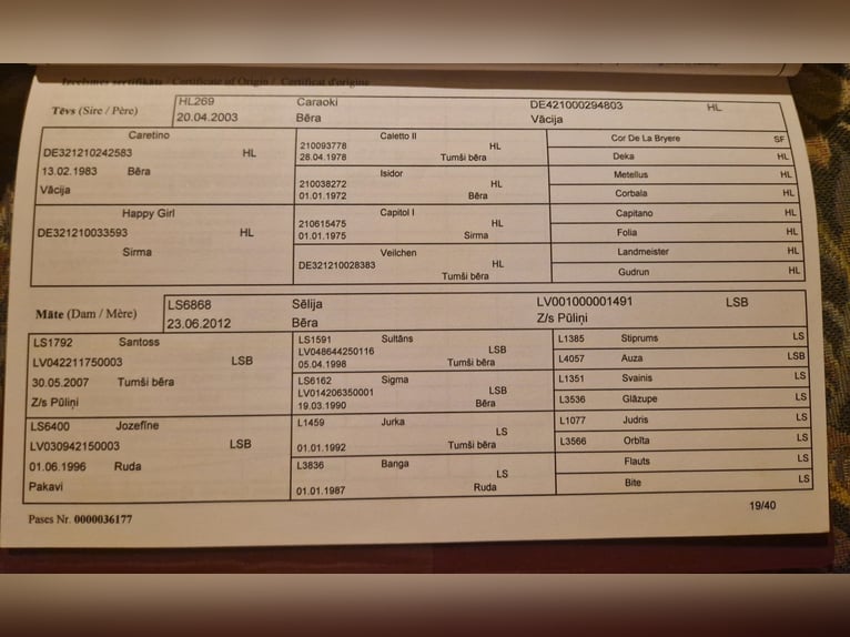 Łotewski koń gorącokrwisty Mix Wałach 1 Rok 160 cm Gniada in Grybėnai