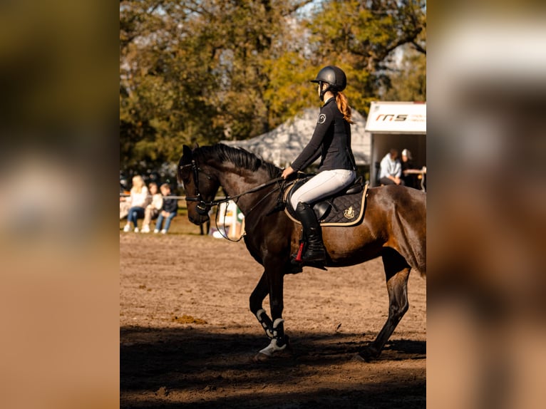 Łotewski koń gorącokrwisty Wałach 5 lat 155 cm Gniada in Riga