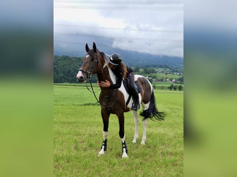 Łotewski koń gorącokrwisty Wałach 6 lat 167 cm Srokata in Schlins