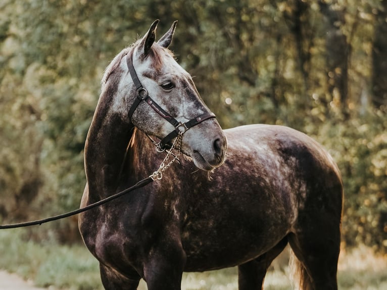 Łotewski koń gorącokrwisty Wałach 9 lat 170 cm Siwa in Marupe