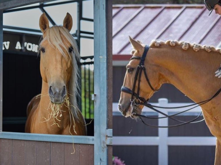 Lusitanien Étalon 10 Ans 158 cm Palomino in Navas Del Madroño