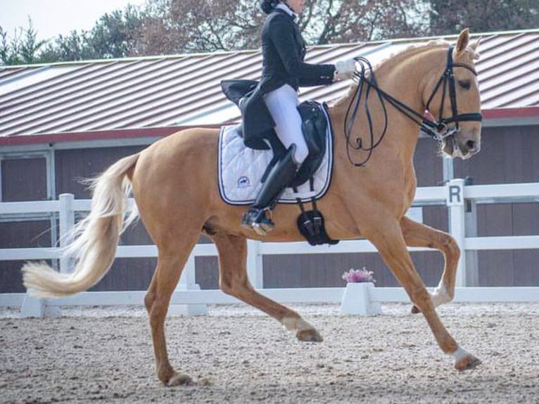 Lusitanien Étalon 10 Ans 158 cm Palomino in Navas Del Madroño