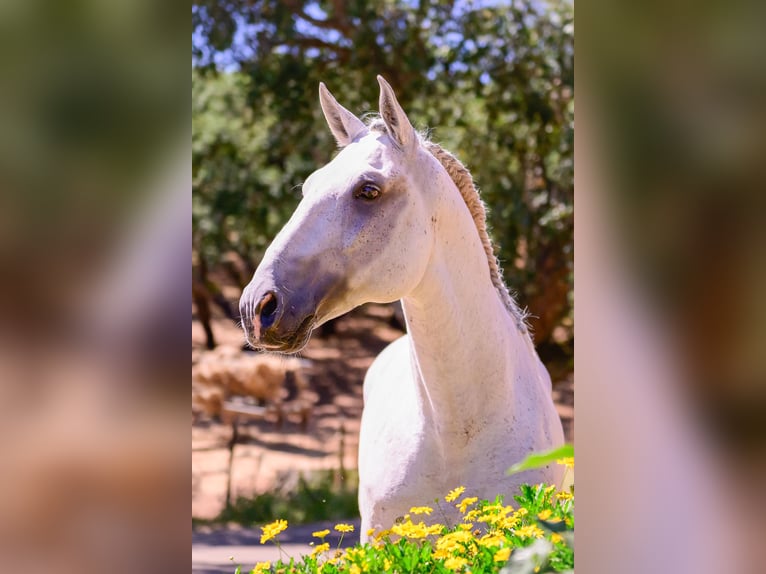 Lusitanien Étalon 10 Ans 160 cm Gris in Vila Viçosa