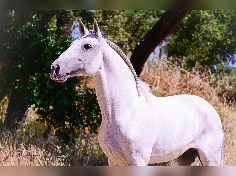 Lusitanien Étalon 10 Ans 160 cm Gris in Vila Viçosa