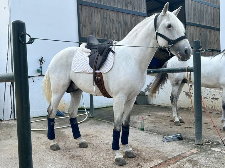 Lusitanien Étalon 10 Ans 162 cm Gris in Santa Marta