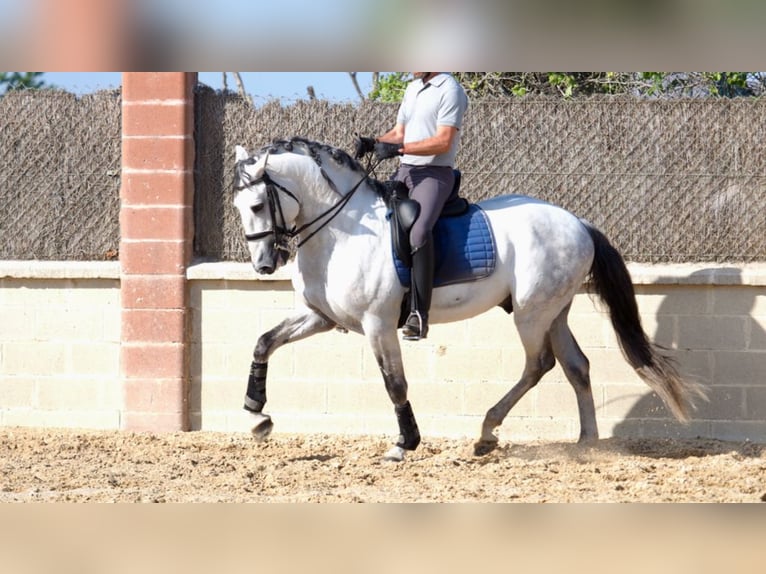 Lusitanien Étalon 10 Ans 162 cm Gris in NAVAS DEL MADRONO