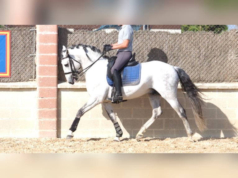 Lusitanien Étalon 10 Ans 162 cm Gris in NAVAS DEL MADRONO