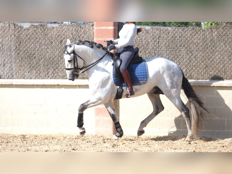 Lusitanien Étalon 10 Ans 162 cm Gris in NAVAS DEL MADRONO