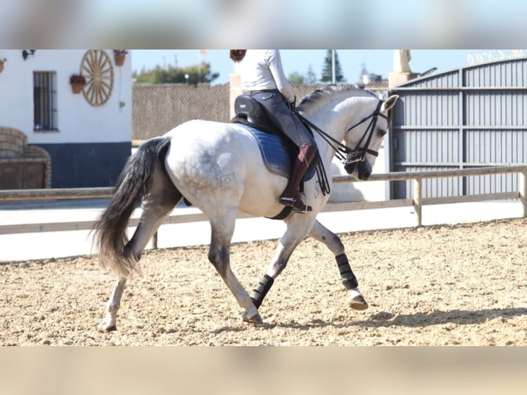 Lusitanien Étalon 10 Ans 162 cm Gris in NAVAS DEL MADRONO