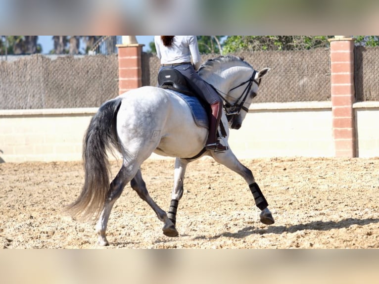 Lusitanien Étalon 10 Ans 162 cm Gris in NAVAS DEL MADRONO