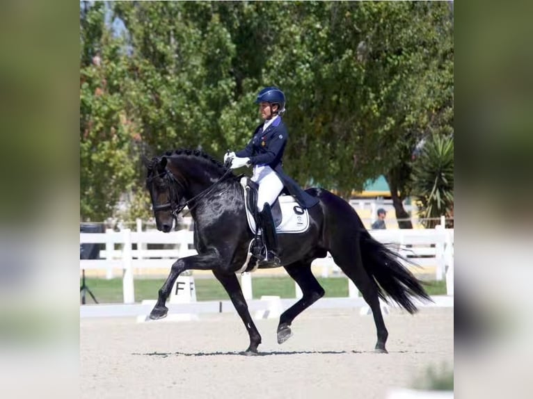 Lusitanien Étalon 10 Ans 162 cm Noir in Lissabon