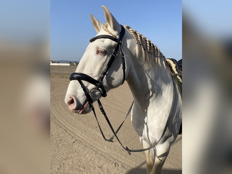 Lusitanien Étalon 10 Ans 163 cm Cremello in Talarrubias