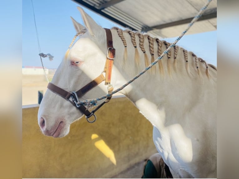 Lusitanien Étalon 10 Ans 163 cm Cremello in Talarrubias