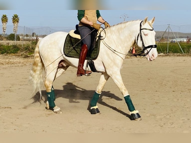 Lusitanien Étalon 10 Ans 163 cm Cremello in Talarrubias