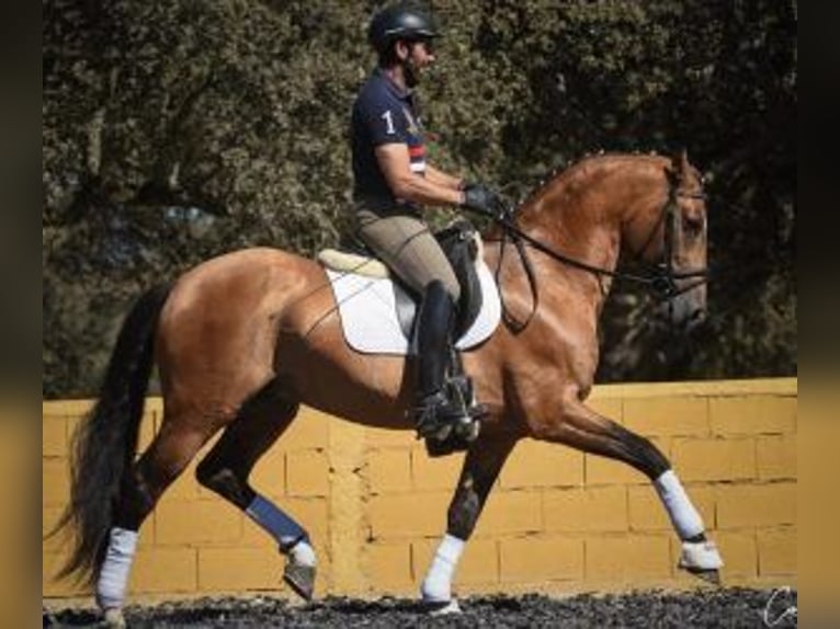 Lusitanien Croisé Étalon 10 Ans 163 cm Tovero-toutes couleurs in PORTUGAL