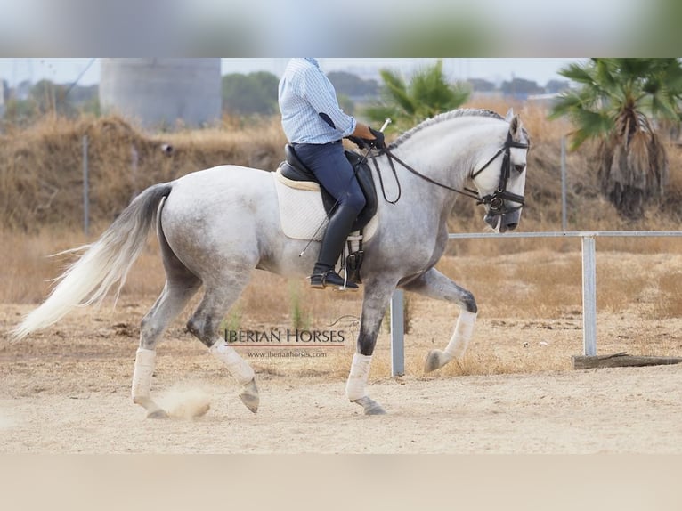 Lusitanien Étalon 10 Ans 164 cm Gris in NAVAS DEL MADRONO