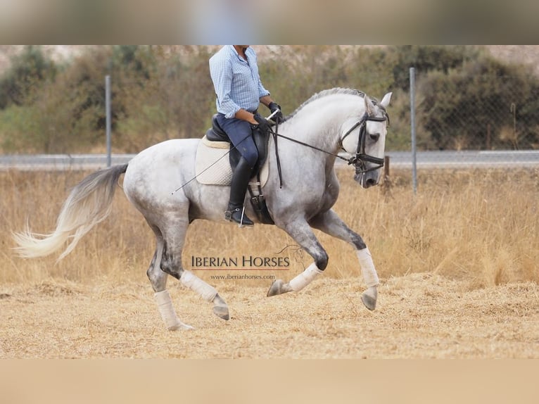 Lusitanien Étalon 10 Ans 164 cm Gris in NAVAS DEL MADRONO