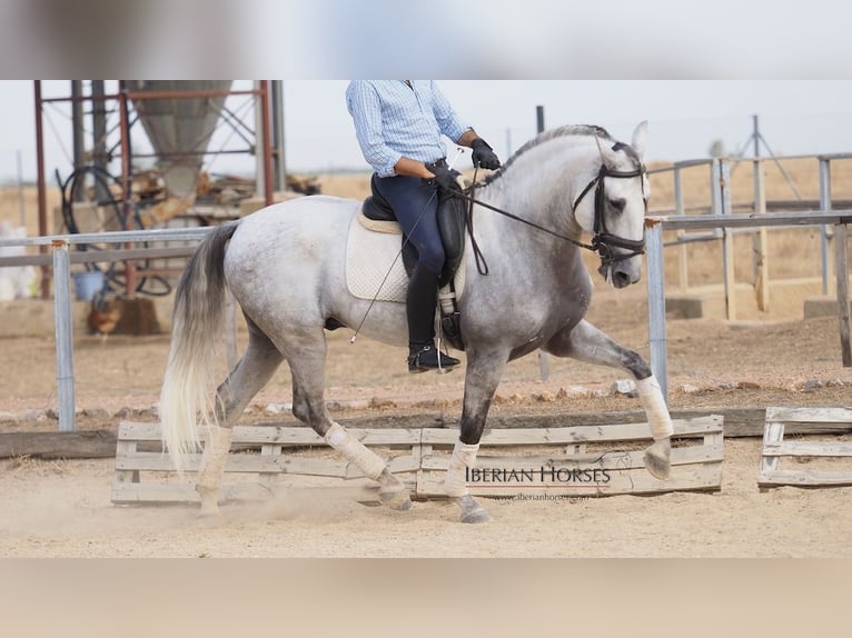 Lusitanien Étalon 10 Ans 164 cm Gris in NAVAS DEL MADRONO