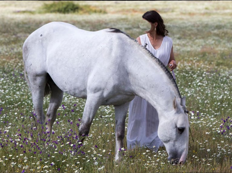 Lusitanien Étalon 10 Ans 164 cm Gris in NAVAS DEL MADRONO